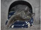 Adopt Muffin Top a Domestic Mediumhair / Mixed cat in Youngtown, AZ (38578434)