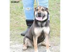 Adopt Scarlet a Black - with Tan, Yellow or Fawn Shepherd (Unknown Type) / Husky
