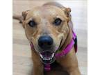 Adopt Lulu a Brown/Chocolate Australian Kelpie / Mixed dog in Wheaton