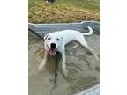 Adopt Honor a White Mixed Breed (Medium) / Australian Cattle Dog / Mixed dog in