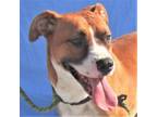 Adopt Auburn a Tan/Yellow/Fawn Mixed Breed (Medium) / Mixed dog in Las Cruces