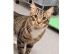 Adopt Luka a Domestic Shorthair / Mixed cat in Sheboygan, WI (38583876)