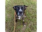 Adopt Lady a Brindle Mixed Breed (Medium) / Mixed dog in Milton, FL (38370458)