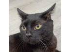 Adopt Pollock a All Black Domestic Shorthair / Mixed cat in Cumming