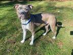Adopt Dunn a Gray/Blue/Silver/Salt & Pepper Pit Bull Terrier / Mixed dog in