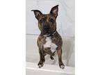 Adopt Centennia a American Pit Bull Terrier / Mixed dog in Germantown