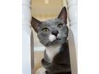 Adopt Larry Bird(Bonded Oscar Roberston)(In Foster) a Gray or Blue Domestic