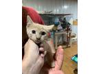 Adopt Indiana Kittens a Domestic Mediumhair / Mixed (medium coat) cat in Apollo