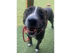 Adopt Flannel (In Foster) a Brindle American Pit Bull Terrier / Mixed dog in