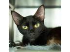 Adopt Mara a All Black Domestic Shorthair / Mixed cat in Jefferson City