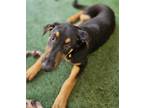 Adopt Diamond a Doberman Pinscher / German Shepherd Dog / Mixed dog in Rancho