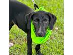Adopt Lief a Labrador Retriever / Mixed dog in Darlington, SC (38437653)