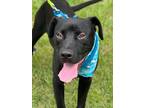 Adopt Layton a Labrador Retriever / American Staffordshire Terrier / Mixed dog