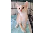 Adopt Quinby a Domestic Shorthair / Mixed (short coat) cat in Darlington