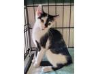 Adopt Quinton a Domestic Shorthair / Mixed (short coat) cat in Darlington