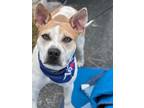 Adopt Pawcasso a Husky / Jack Russell Terrier / Mixed dog in Darlington