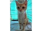 Adopt Apricot a Domestic Shorthair / Mixed (short coat) cat in Darlington
