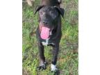 Adopt Watson a Labrador Retriever / Mixed dog in Darlington, SC (38401679)