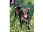 Adopt Willa a Labrador Retriever / Mixed dog in Darlington, SC (38401678)