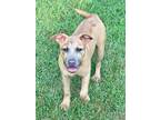 Adopt Winona a Labrador Retriever / Mixed dog in Darlington, SC (38401675)