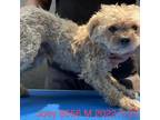 Adopt Joey 8556 a Tan/Yellow/Fawn Poodle (Standard) / Mixed Breed (Small) /