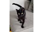Adopt Lina a All Black Domestic Shorthair / Mixed cat in Whitestone