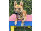 Adopt Knox a Jindo / Shepherd (Unknown Type) / Mixed dog in Vallejo