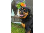 Adopt Baxter a Black - with Tan, Yellow or Fawn Rottweiler / Mixed dog in