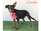 Adopt Claudia a Black - with Tan, Yellow or Fawn Miniature Pinscher / Mixed dog