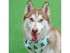 Adopt Jasper a Brown/Chocolate - with White Siberian Husky / Mixed dog in
