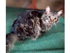 Adopt Sophie a Brown Tabby Domestic Mediumhair / Mixed (medium coat) cat in