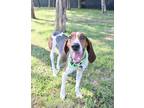 Adopt JOHNNY BOY a Tricolor (Tan/Brown & Black & White) Treeing Walker Coonhound