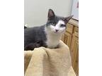 Adopt Scarlett a Gray or Blue (Mostly) Domestic Shorthair / Mixed (short coat)