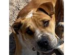 Adopt Hank a Tan/Yellow/Fawn Mixed Breed (Medium) / Mixed dog in Las Cruces