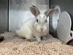 Adopt Snowball Seashell a American / Mixed (short coat) rabbit in Staten Island