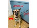 Adopt Merlin a Brown/Chocolate - with Black German Shepherd Dog / Mixed dog in