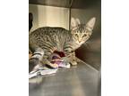 Adopt 2023-06-198 a Domestic Shorthair / Mixed (short coat) cat in Winder