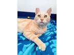 Adopt Orangie a Orange or Red Domestic Shorthair / Domestic Shorthair / Mixed