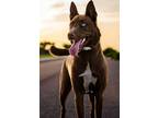 Adopt Bolt a Brown/Chocolate Australian Kelpie / Mixed dog in Largo