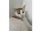 Adopt Platypus a Orange or Red (Mostly) Domestic Shorthair / Mixed cat in