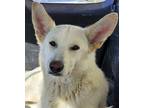 Adopt Blake a White German Shepherd Dog / German Shepherd Dog / Mixed dog in