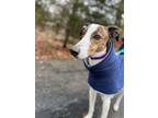 Adopt Charlie a Greyhound