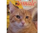 Adopt Tamale and Cayenne a Orange or Red Domestic Shorthair / Mixed (short coat)