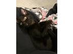 Adopt Matthew 3 a Domestic Shorthair / Mixed (short coat) cat in Hoover