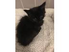 Adopt Mark a Domestic Mediumhair / Mixed (medium coat) cat in Hoover