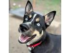 Adopt Rocco a Black Siberian Husky / Mixed dog in Olathe, KS (38485028)