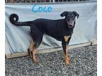 Adopt Coco a Black - with Tan, Yellow or Fawn Doberman Pinscher / German