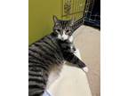Adopt Nino a Brown Tabby Domestic Shorthair / Mixed (short coat) cat in