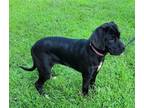 Adopt Esmerelda a Black - with White Cane Corso / Mixed dog in Kennesaw