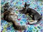 Adopt Luna - and her kitten Atlas - Young and Friendly a Calico or Dilute Calico